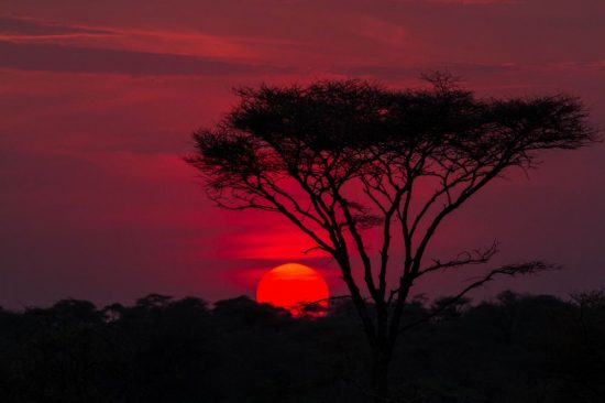 serengeti-sunset