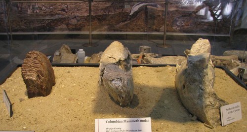 Ice Age Fossils
